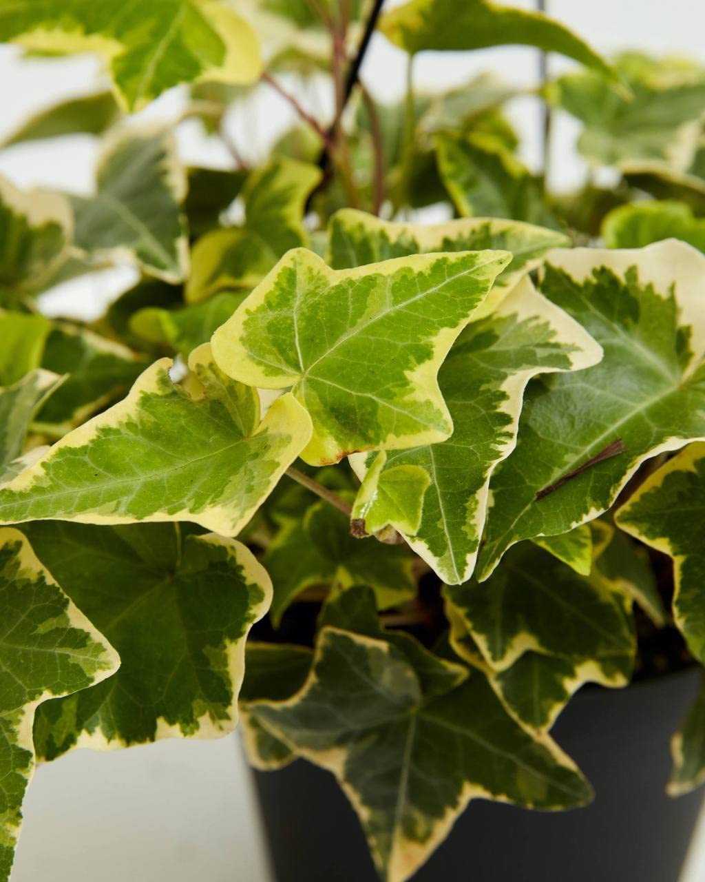 Amazon.com : Golden English Ivy - Live Plant in a 6 Inch Pot