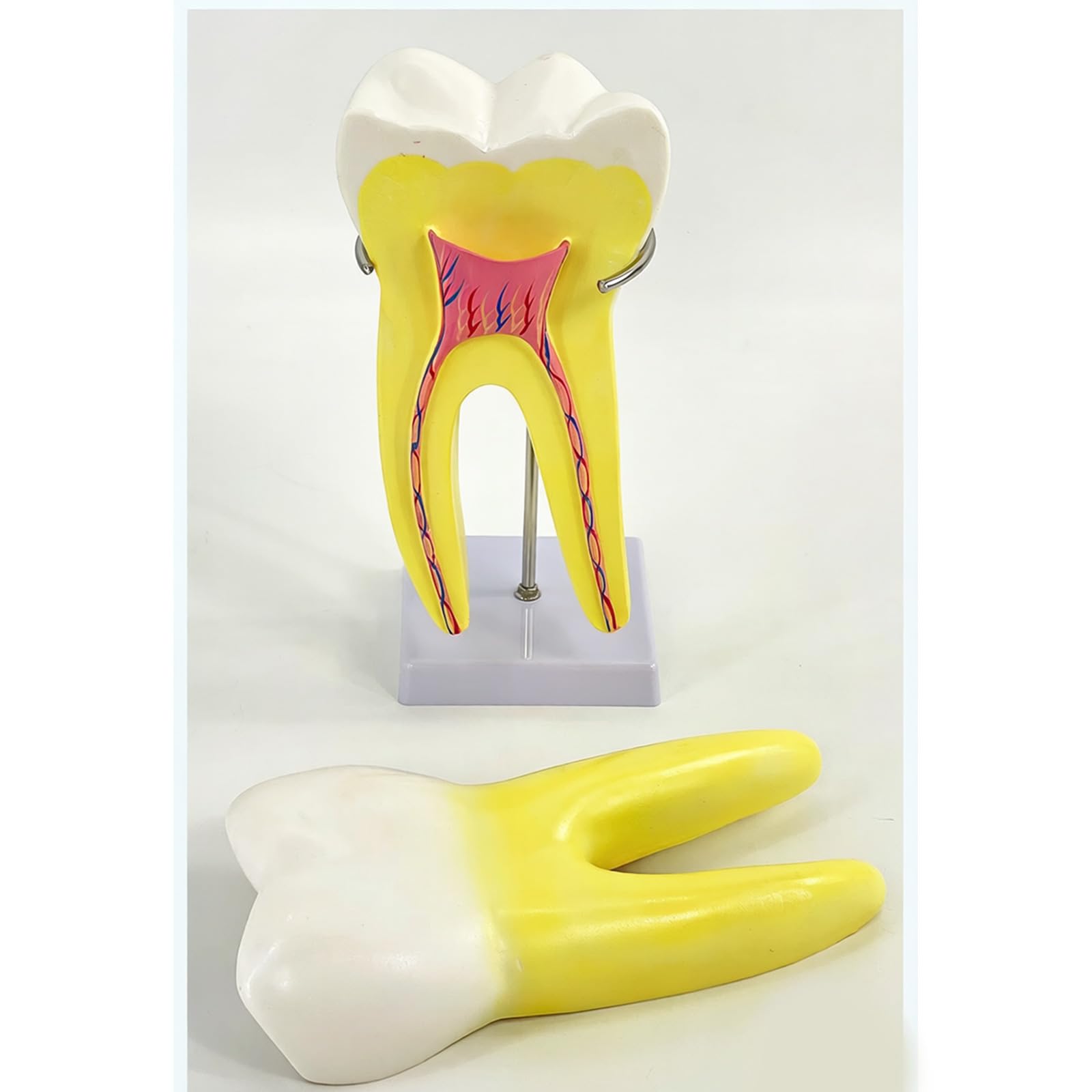 Modelo de enseñanza molar realista modelo de demostración de dientes molares en diseño de base estable para la educación de la escuela de medicina, anatomía humana