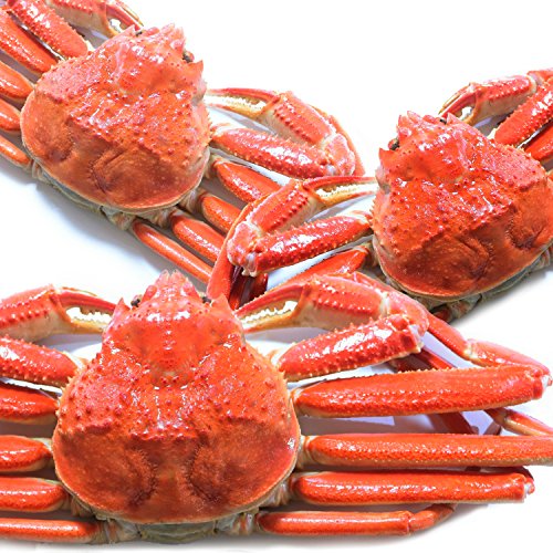  YCKj p 󂠂 {C 킢Ɏp VR {킢I ǕiIʉH uhۏؕt (1.6kgUP:500g×3)