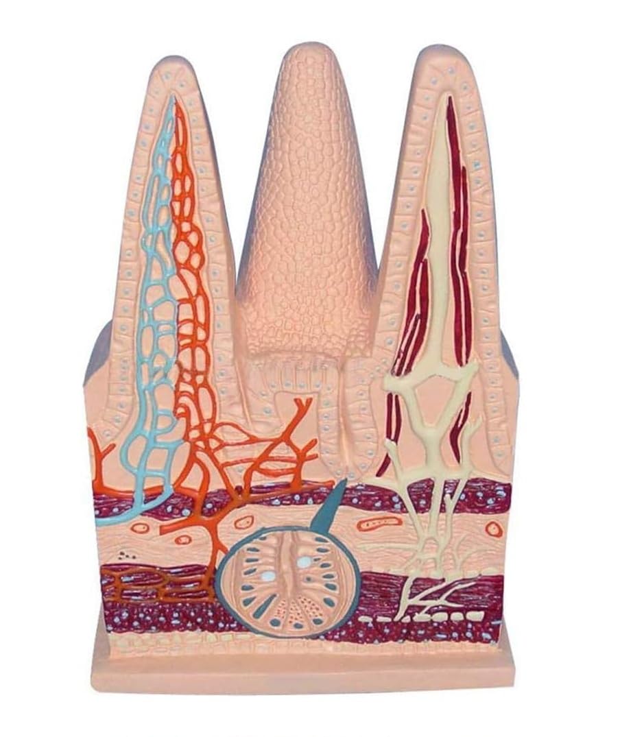 YNIYUJKL 1Pc Human Intestinal Villi Model, Digestive System Small Intestine Villus Anatomical Models, For Healthcare Use Study And Medical Teaching Demonstration