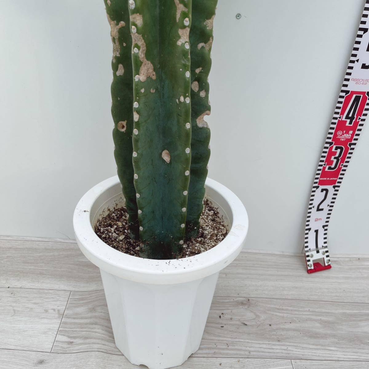 ブランチ【柱サボテン】8号鉢 鬼面角 バランス良 多肉植物 大株 観葉植物