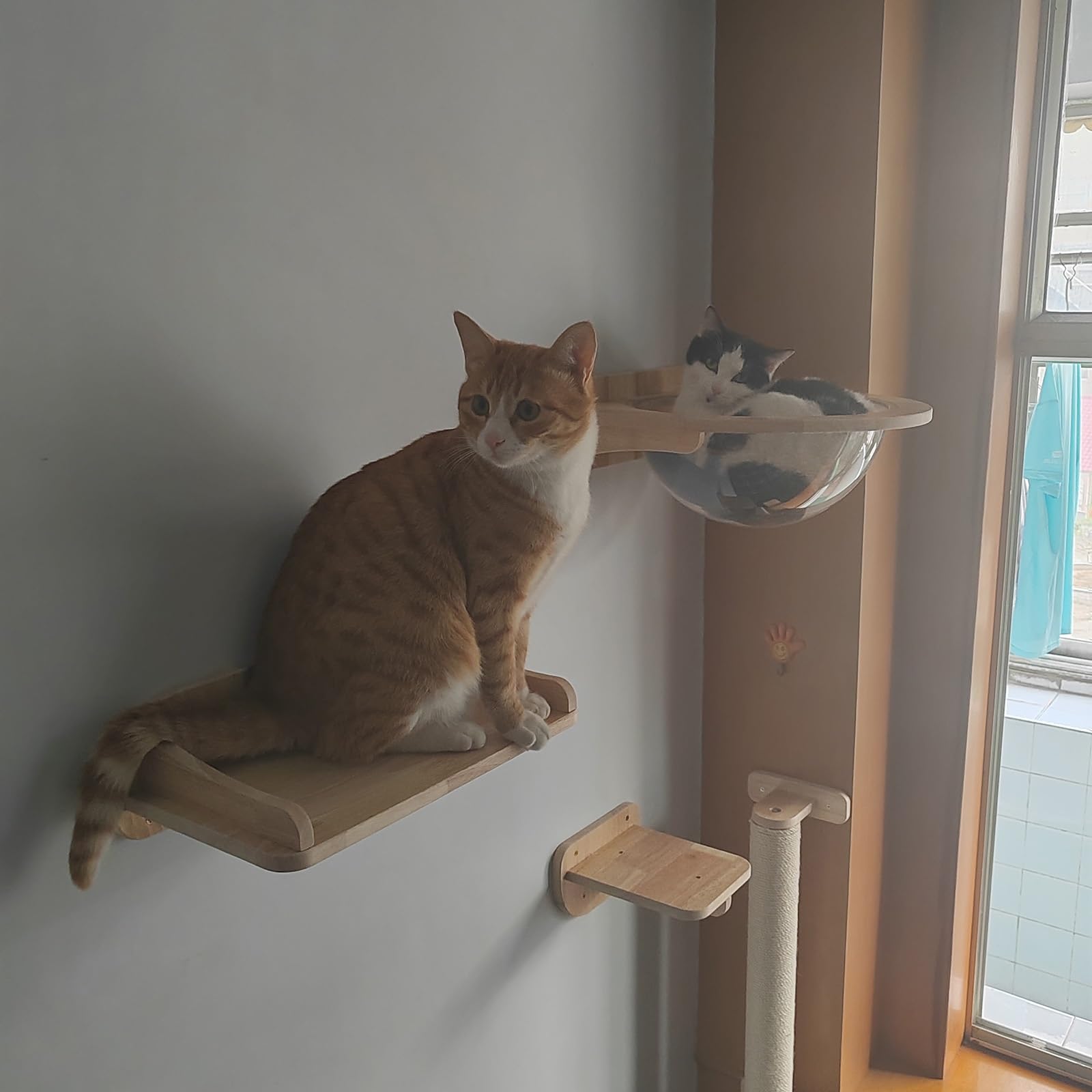 Mensole da parete in legno trasparente, letto a capsula per gatti, mobili per interni, posatoio per riposare e giocare comodamente