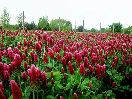 SeedRanch Nitro Coated and Inoculated Crimson Clover Seed, 5 Pounds by SeedRanch SeedRanch Nitro Coated and Inoculated Crimson Clover Seed, 5 Pounds by SeedRanch