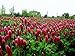 SeedRanch Nitro Coated and Inoculated Crimson Clover Seed, 5 Pounds
