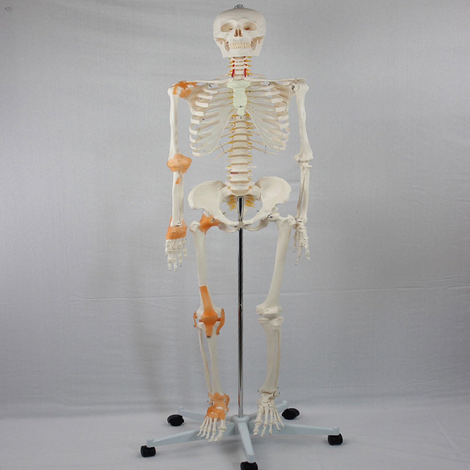 Modello di Scheletro Umano con Muscoli e legamenti Colorati 176CM Modello anatomico osseo del Corpo Intero Modello didattico per ausilio didattico educativo