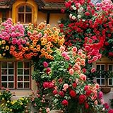 200+ Mischfarbe Kletterrosen, Winterhart Mehrjährig, Eustoma Dornenlose Kletterrosen Für Garten Deko, Balkon & Vertikale Begrünung