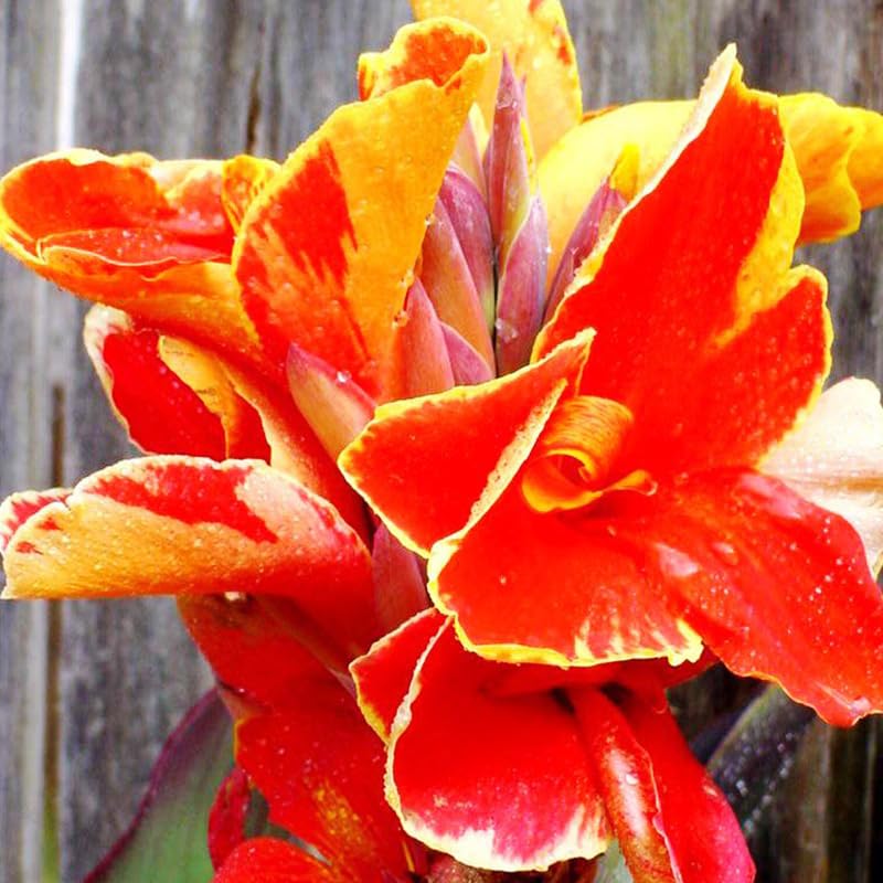 Lucifer Dwarf Canna