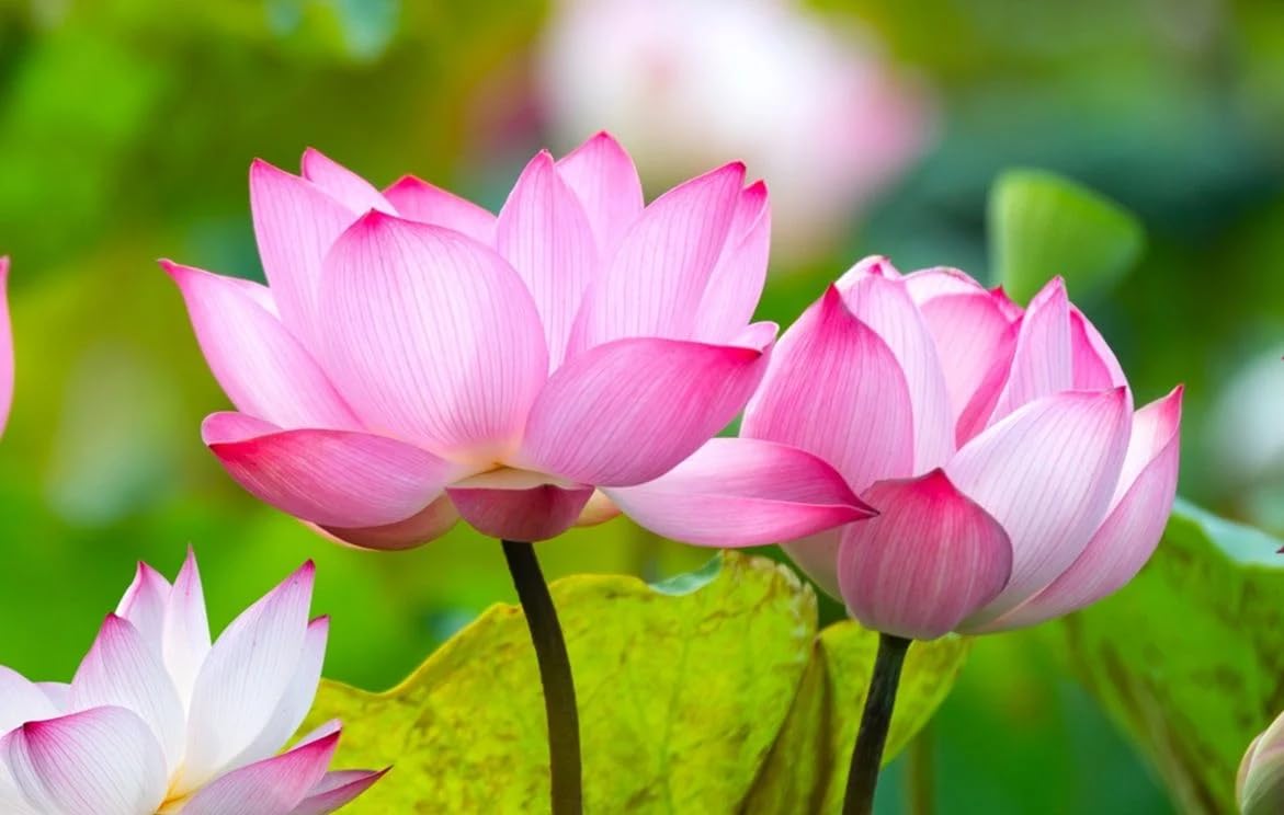 Dwarf Pink Lotus Flower Seeds, Potted Plant pack of 20