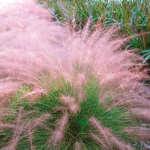 Outdoor Indoor Garden Pink Pampas Grass Seeds Mix - 100 Seeds #TOP3