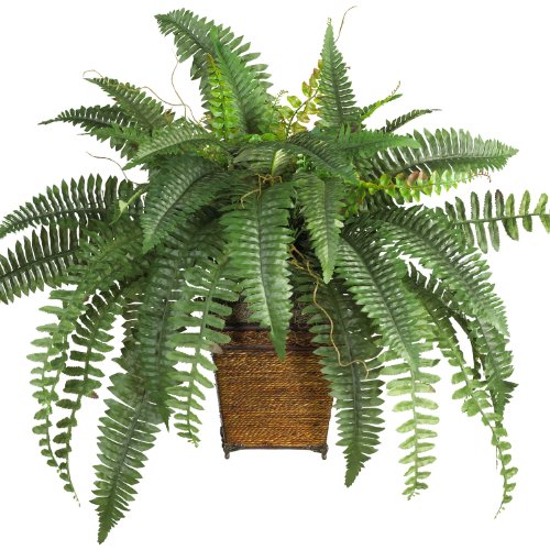 Boston Fern Plant (3 Plants/Root) Shade Loving Plant,Low Growing,Zone 4-8