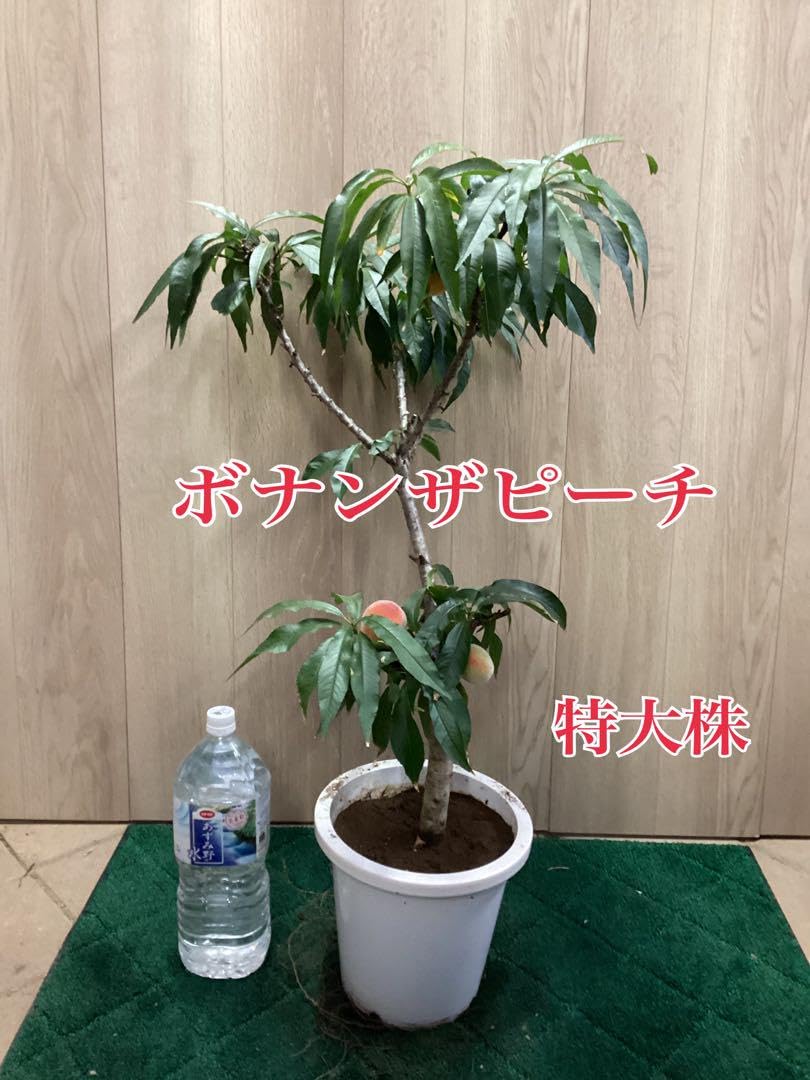 ボナンザピーチ　桃苗木　特大株　8寸植　桃苗　果樹苗木　果実苗木　果樹苗　実　2 Amazon.co.jp: ボナンザピーチ 桃苗木 特大株 8寸植 桃苗 果樹苗木
