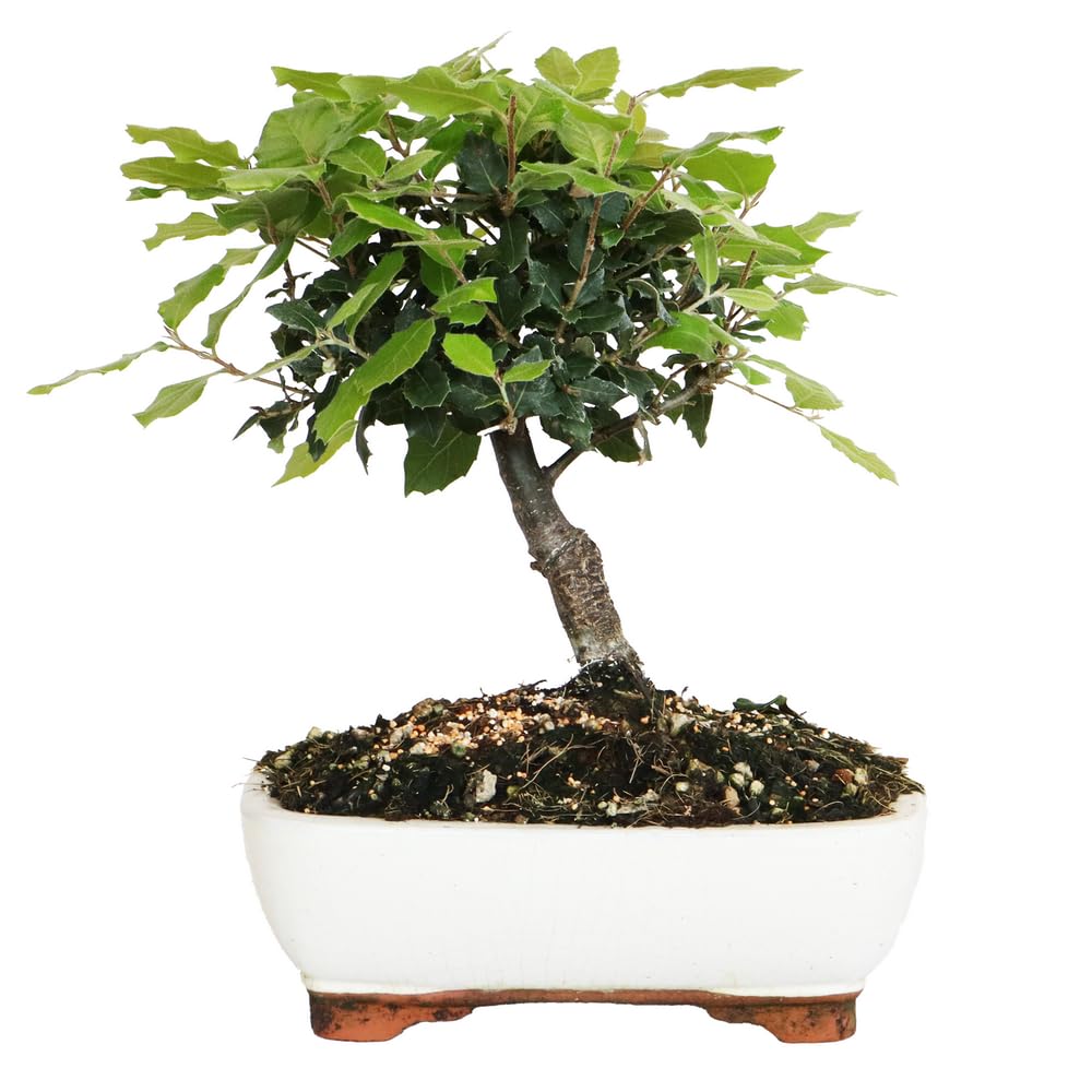 schwarzer bambus schneiden Wuchernder Schwarzer Bambus kaufen | Phyllostachys nigra