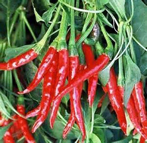Pepper Seed, Thai HOT, Heirloom, Organic, Non GMO, Very Spicy Pepper
