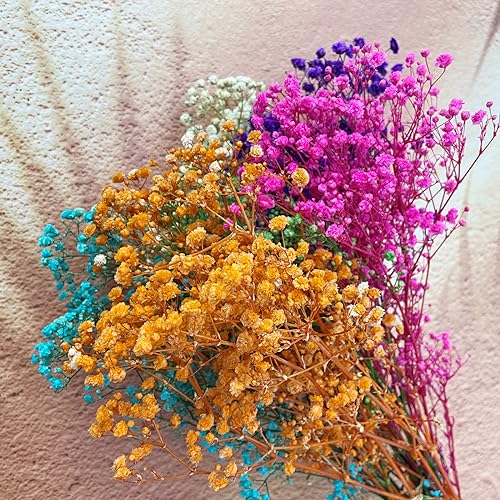 Preserved Baby's Breath Flores Secas Naturales 2 Unidades miniatura 2
