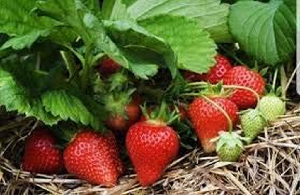 Creative Farmer Live Hybrid Strawberry Fruit Plant Sweet & Rasaali All Weather Adjustable Rare Exotic Tropical Variety (B08Q8MKRK9) Amazon Price History, Amazon Price Tracker
