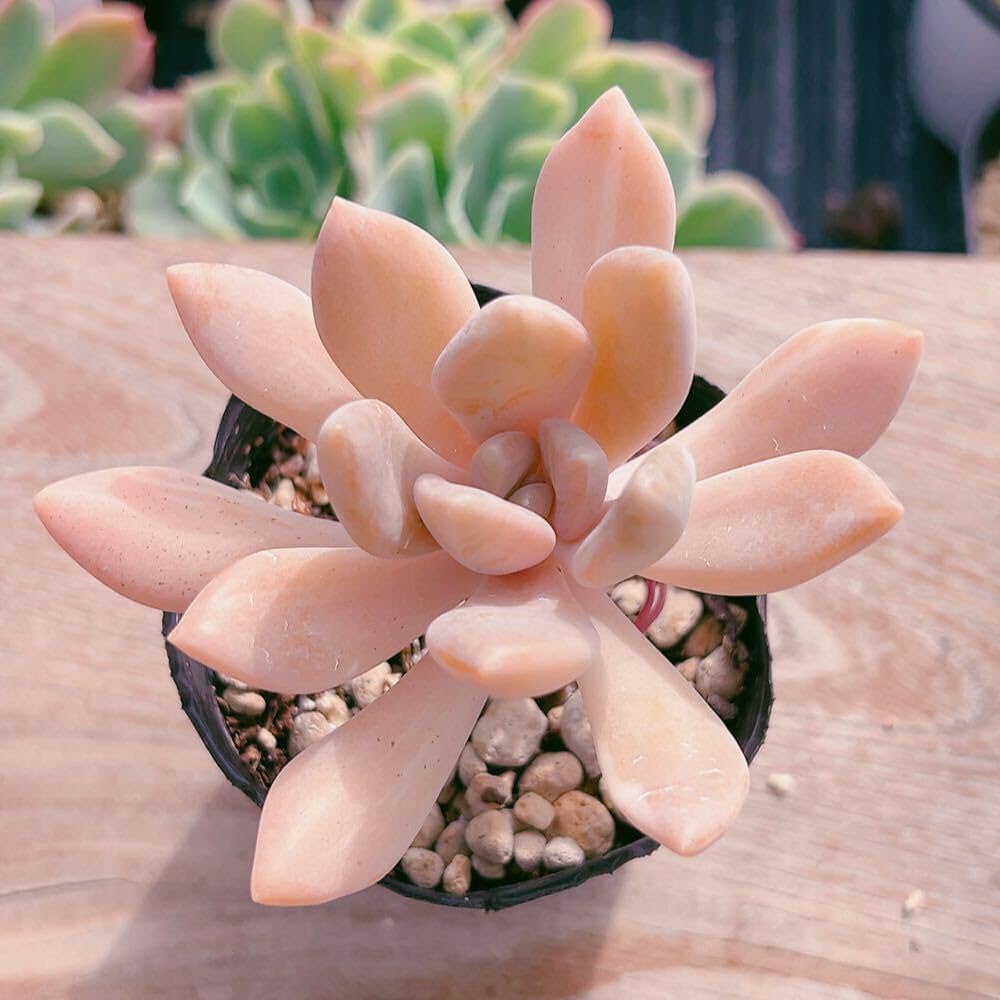 確認用　艶美人錦　多肉植物　パキフィツム 見返り美人錦 パキフィツム | toA Succulent