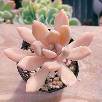 確認用　艶美人錦　多肉植物　パキフィツム 61u3IBL8h7L._UF350,350_QL50_.jpg