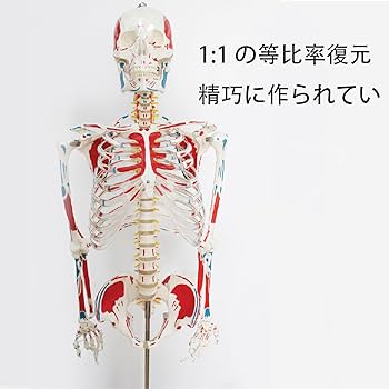 Amazon.co.jp: Ynaioang 人体模型-人体骨格模型 176cmの人骨格