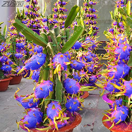 50 Pcsblue Dragon Fruit Seeds Perennial Elegant Easy To Grow Pitaya