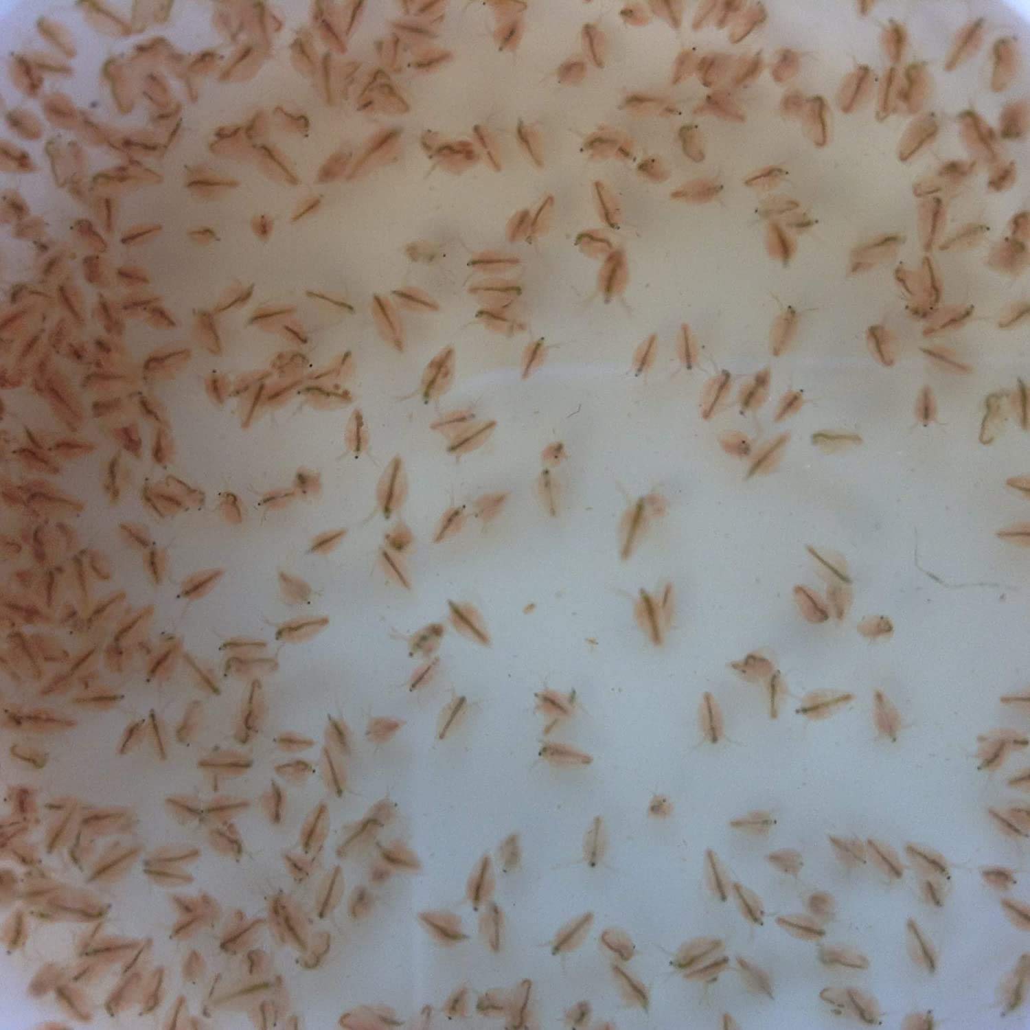 Finest Goods 4u 1000+ Live Daphnia Magna