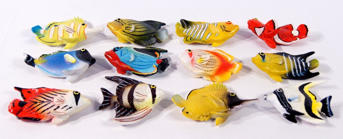 Amazon.com: LX Wholesale Pack Handpainted Assorted Tropical Fish