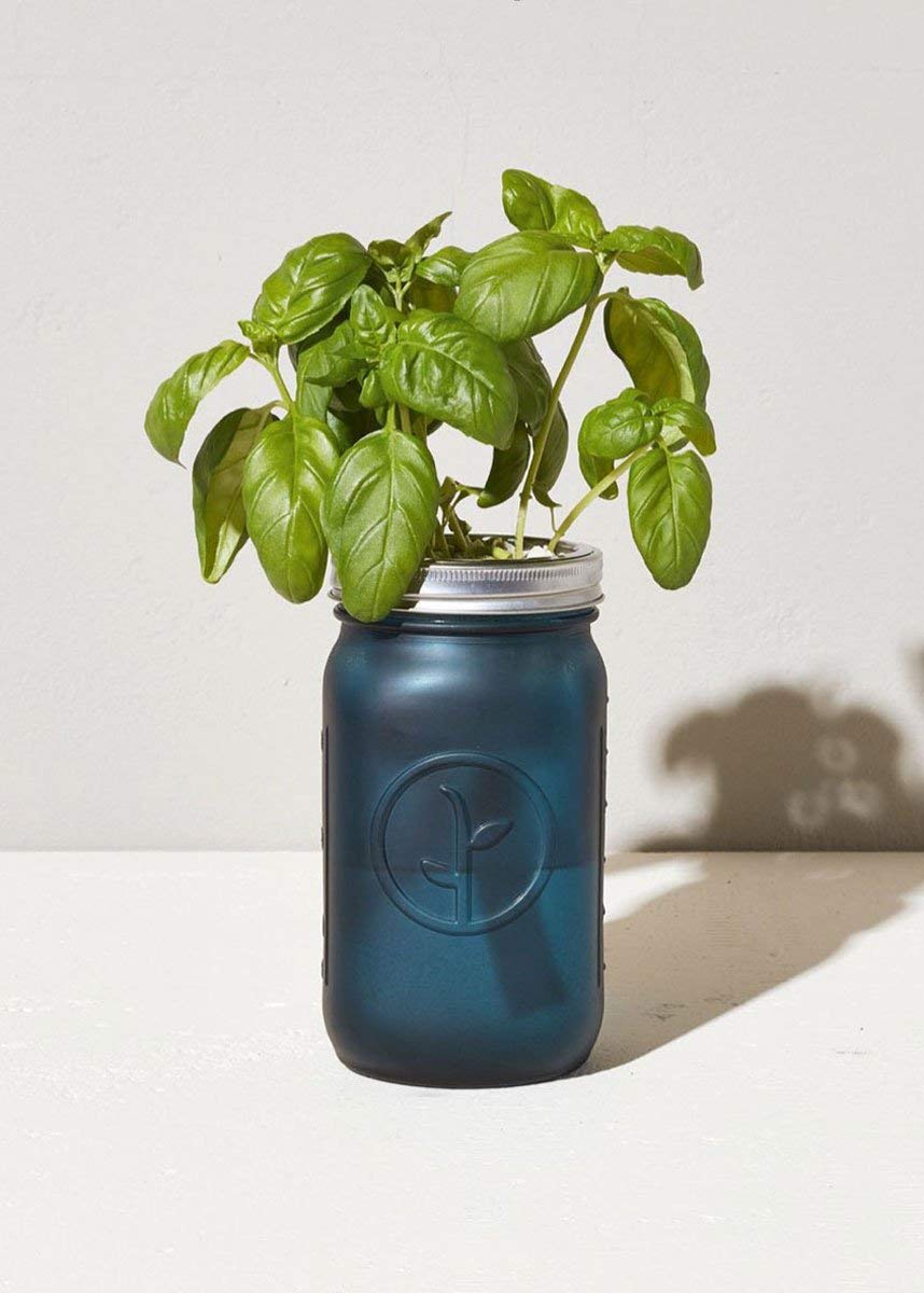 Modern Sprout Glass Jar Grow Set, Indoor Herb Garden, Seed Starter Set, Organic, Non-GMO, Basil
