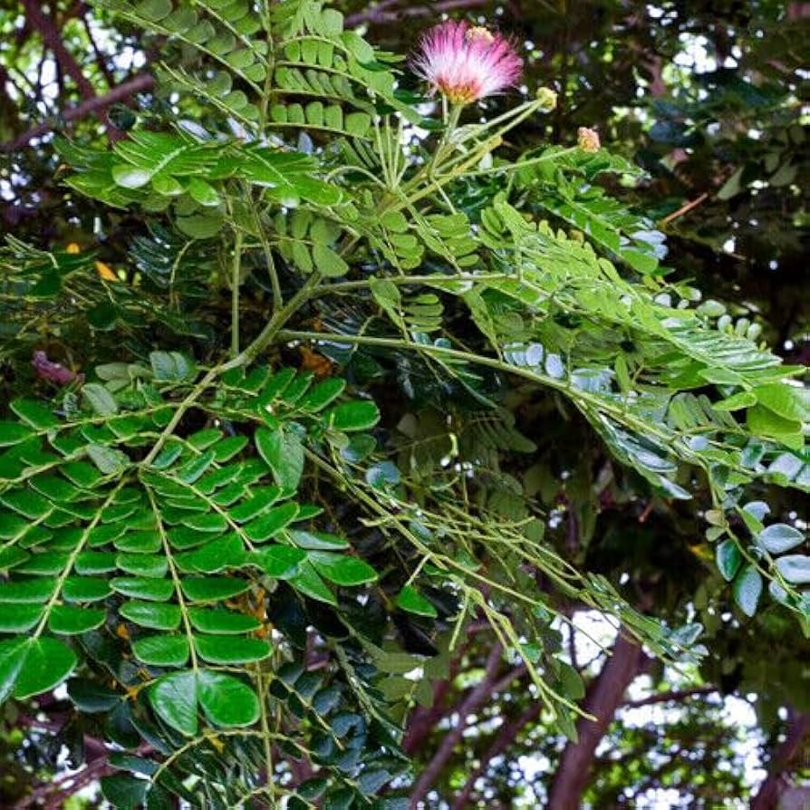 エバーフレッシュ（Albizia saman） 61u4PXRHndL._AC_UF894,