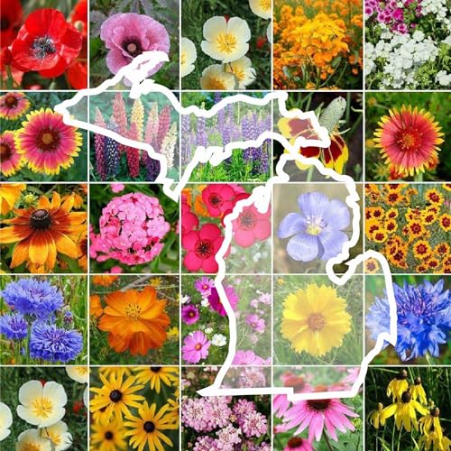 Eden Brothers Michigan Wildflower Mixed Seeds for Planting 1/4 lb 120 000+ Seeds with Cornflower Sweet William Cosmos | Attracts Pollinators Plant in Spring or Fall Zones 3 4 5 6 7 8 9 10