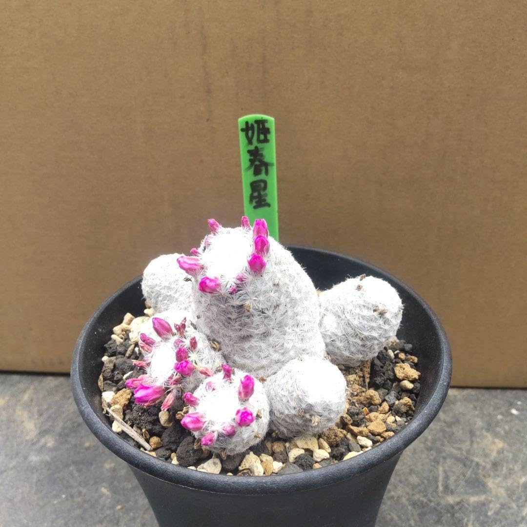 Amazon｜多肉サボテン 姫春星｜観葉植物 オンライン通販