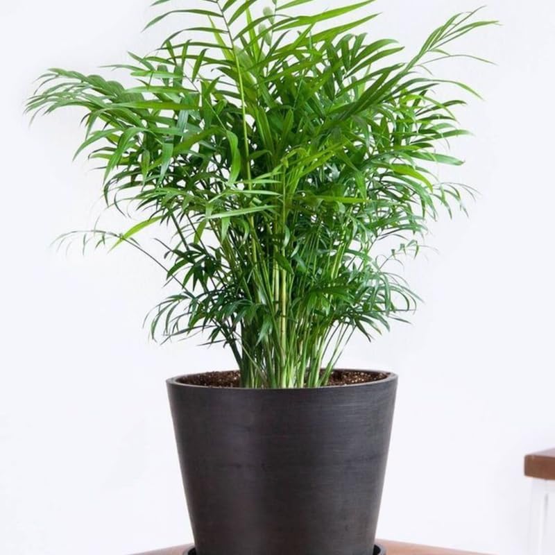 2 Parlor Palm Live Plant Indoor, 4″ Potted Plant, Easy Care Indoor Greenery, Compact Tropical Foliage for Home and Office Décor