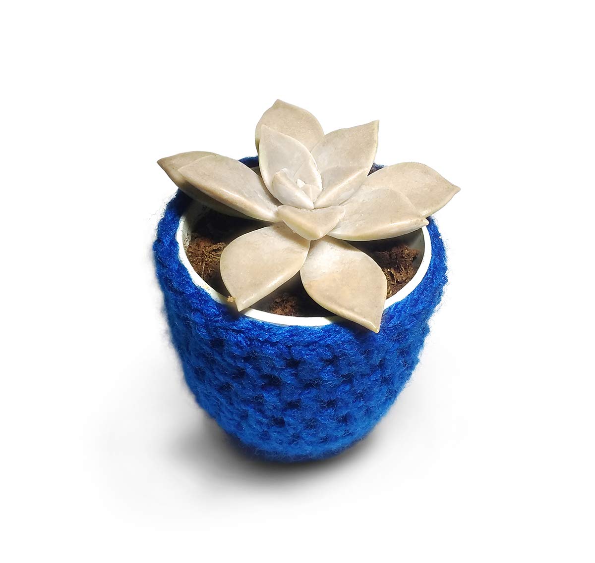 HILLMART Natural live succulent (Graptopetalum paraguayense) ghost plant with blue color woolen pot for desktop, gift & decorate