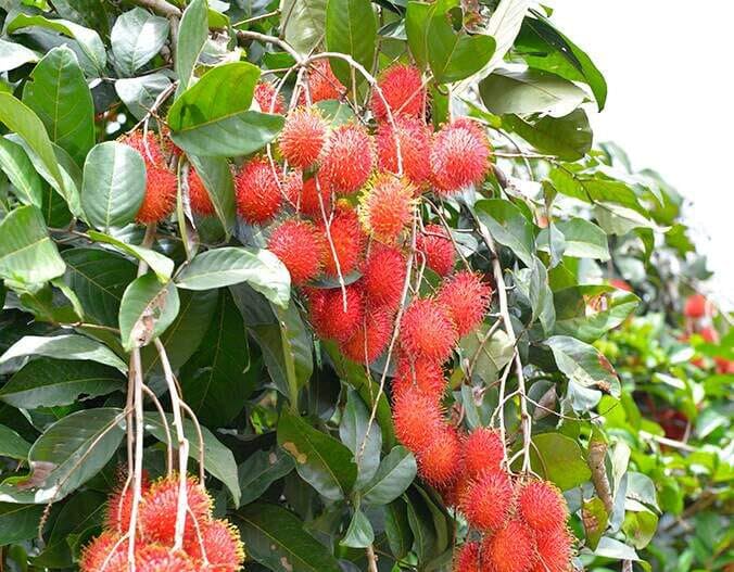 THE GREEN VIEW GARDEN Red Rambutan N18 Fruit Early Fruiting Plant FOR HOME GARDEN (B0CH33WF4C) Amazon Price History, Amazon Price Tracker