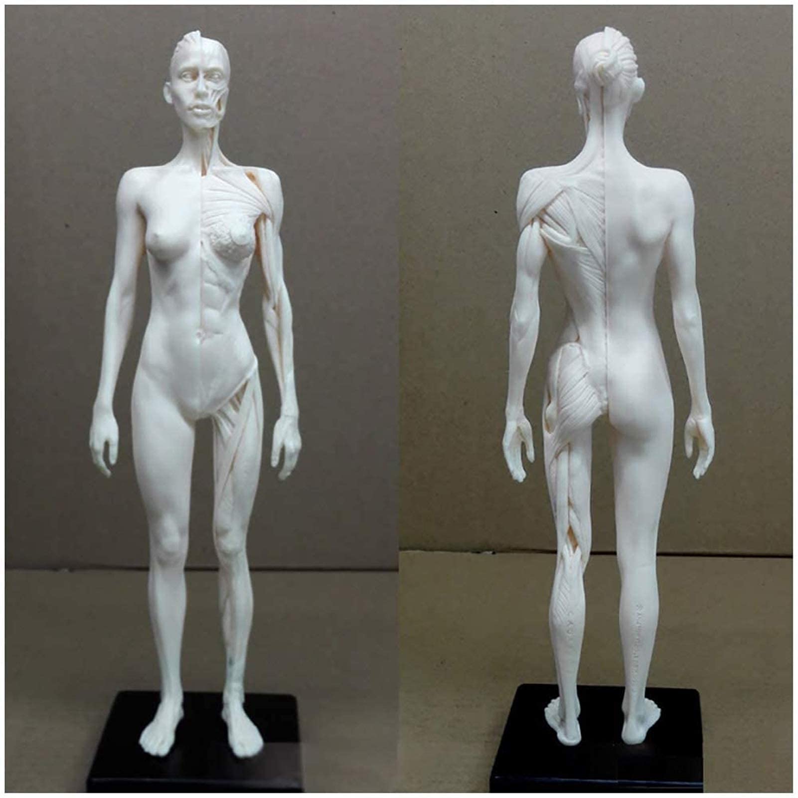 Figure D'anatomie Féminine Et Masculine De 11 Pouces - PU Material Modèle De L'os Musculaire Anatomique Humain - Modèle D'anatomie Musculo-Squelettique Humaine - pour Le Dessin d'artiste Médical
