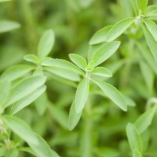 Miniatura 5 de YEGAOL - Semillas de Stevia de jardín, 200 unidades, semillas de Stevia Rebaudiana, sin OMG, contenedor en maceta para interiores y exteriores