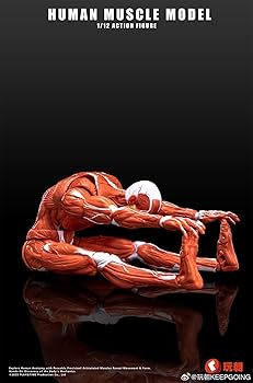 可動式人体模型 約1/2スケール Amazon.co.jp: KEEPGOING Studio 人体筋肉模型 レッド 1/12