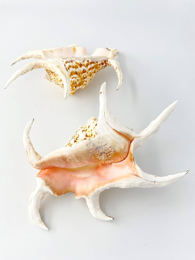 ホラ貝・夜光貝・スジガイ ホラ貝・夜光貝・スジガイ