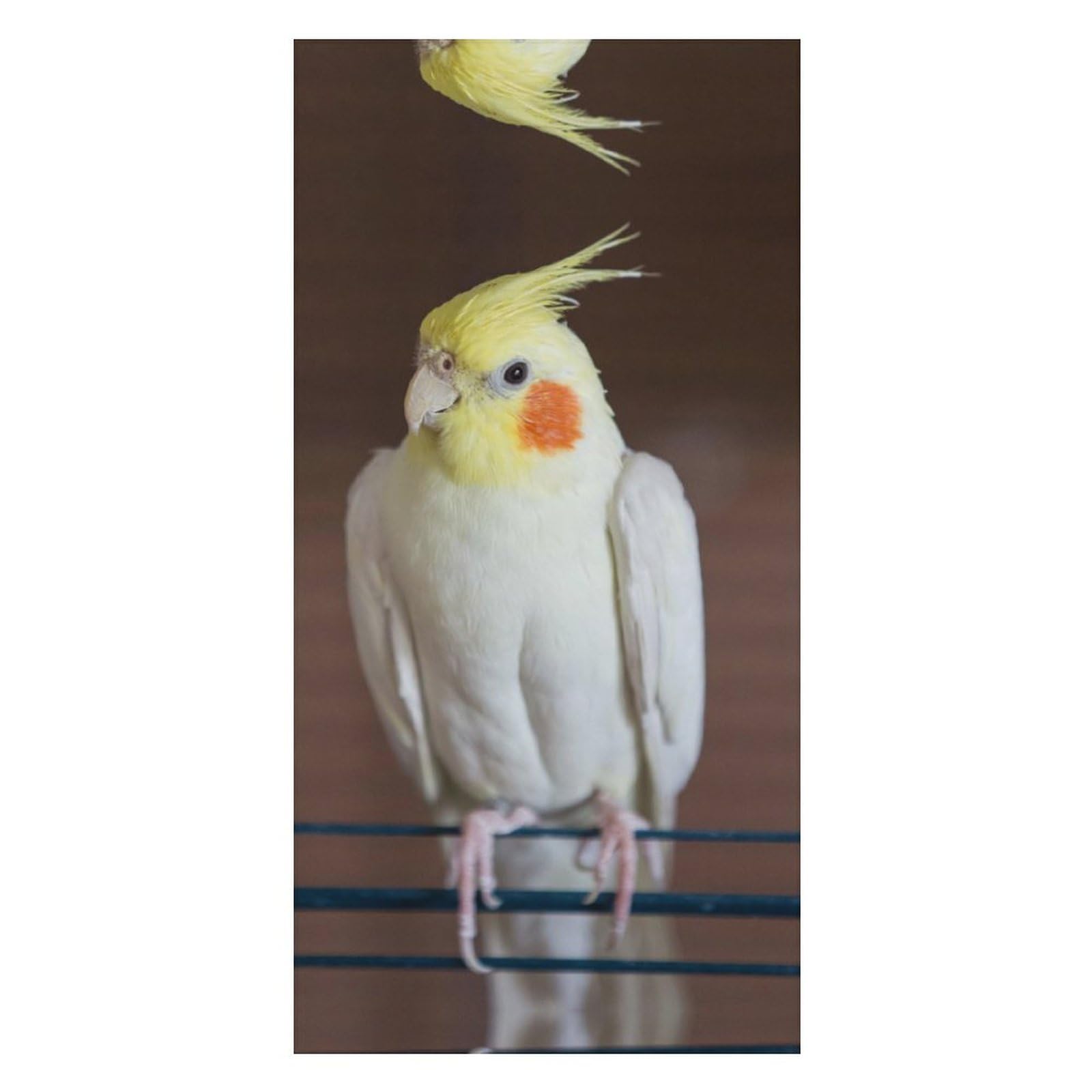 LWORZIIB Beach Towel, Cockatiel Parakeet Bath Towel, Pool Towel Great for Gym Swimming 80 X 160cm