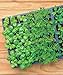 Burpee Greenhouse Indoor Starting Herbs, Flowers and Vegetables | Includes Dome, Watering, Seed Starter Tray, Coir Pellets | 10