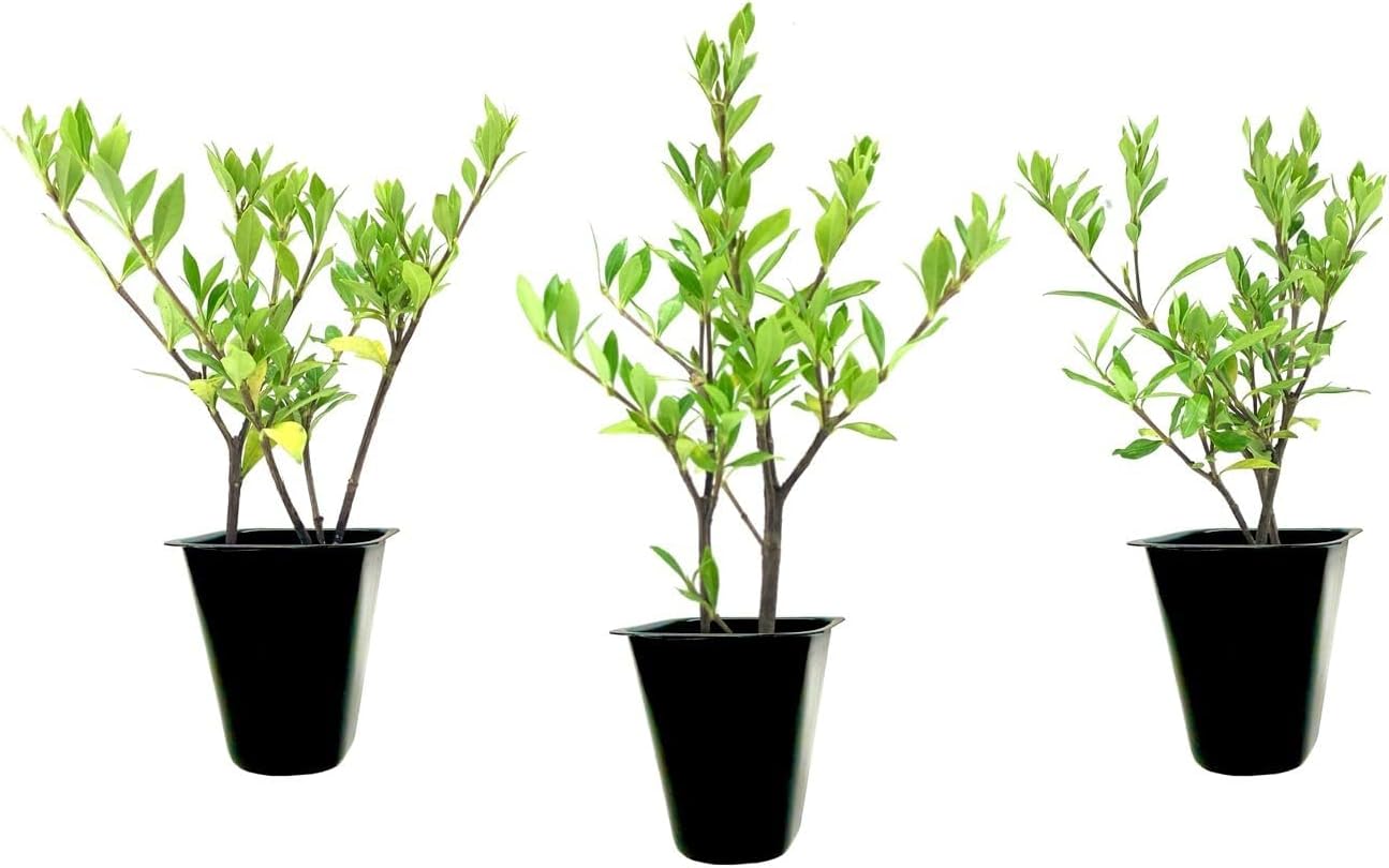 Gardenia Radicans Dwarf | 10 Live Plants | Fragrant Blooming Shrub | Gardenia Jasminoides Cape Jasmine