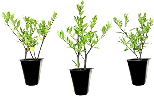 Gardenia Radicans Dwarf  10 plantas vivas  Arbusto floreciente fragante  Gardenia Jasminoides Cape Jasmine