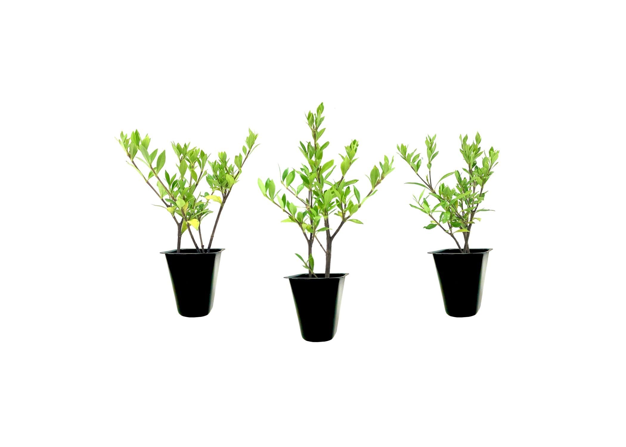 Florida Foliage Gardenia Radicans
