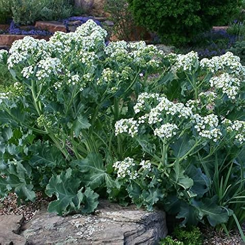 Sea Kale Seeds by YEGAOL Cover