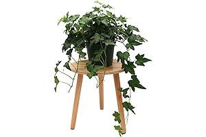 American Plant Exchange Live Ivy Plant: Bring Nature Indoors