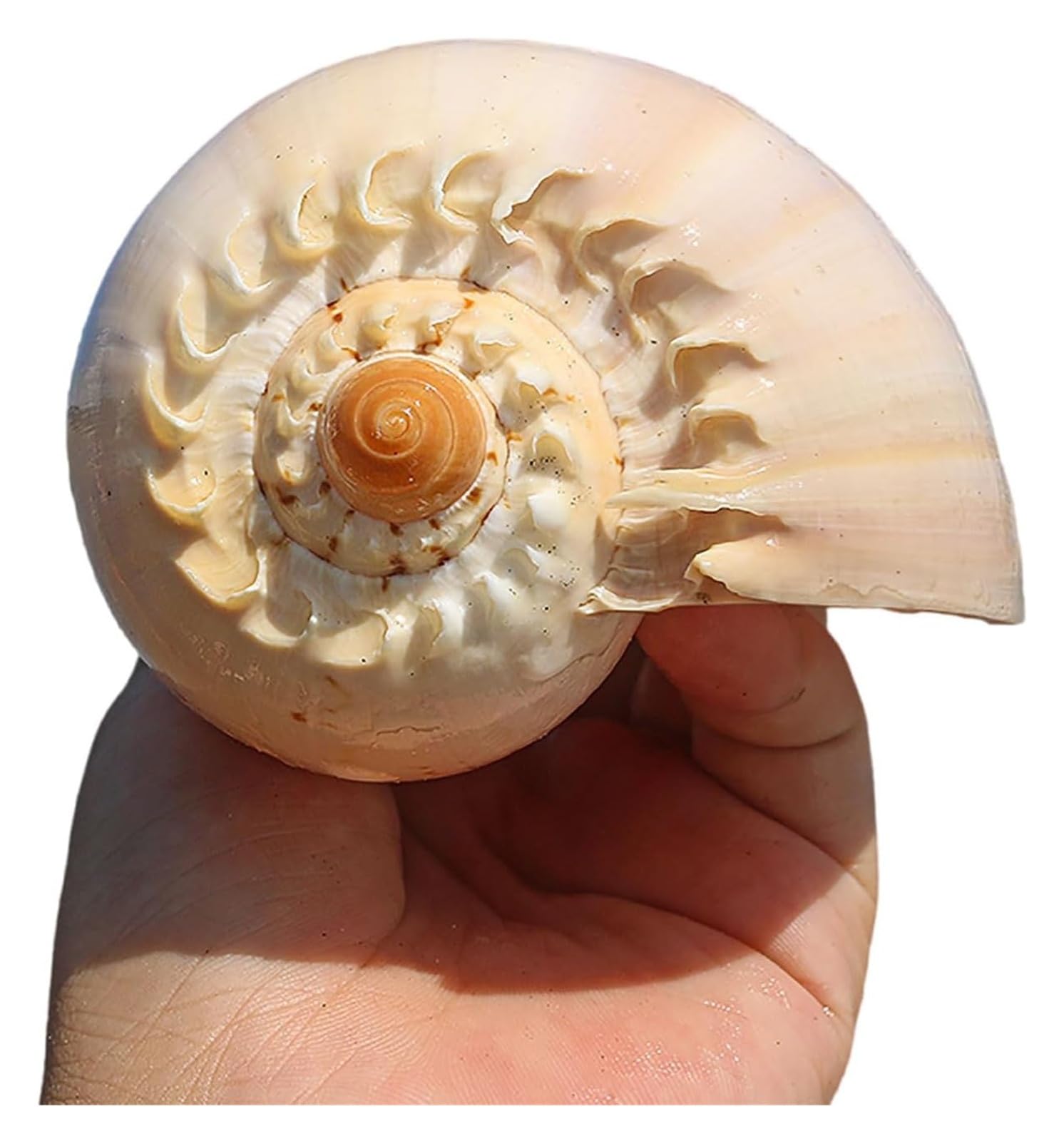 Coquillages naturels, coquillages de plage géants, parfaits for la décoration d'un aquarium, d'un mariage, d'une fête sur le thème de la plage, for la maison, les loisirs créatifs et les plantes aérie