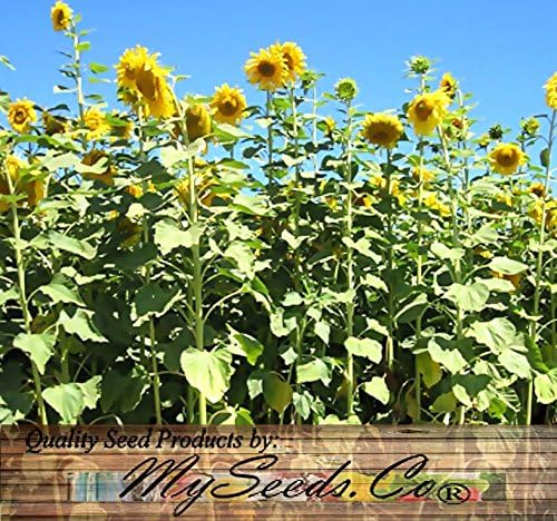 Miniatura 4 de MySeeds.Co - Girasol a rayas grises mamut (Helianthus annuus) de 1 libra (más de 4,700 semillas) – Floración extendida de 9 a 12 pies de alto –
