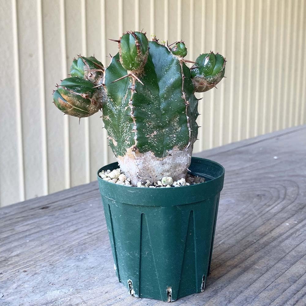 r*e様 B14255★オークション★ユーフォルビア ハンディエンシス 極上ヴィ 輸入苗・Lサイズ】ユーフォルビア ハンディエンシス ※0849