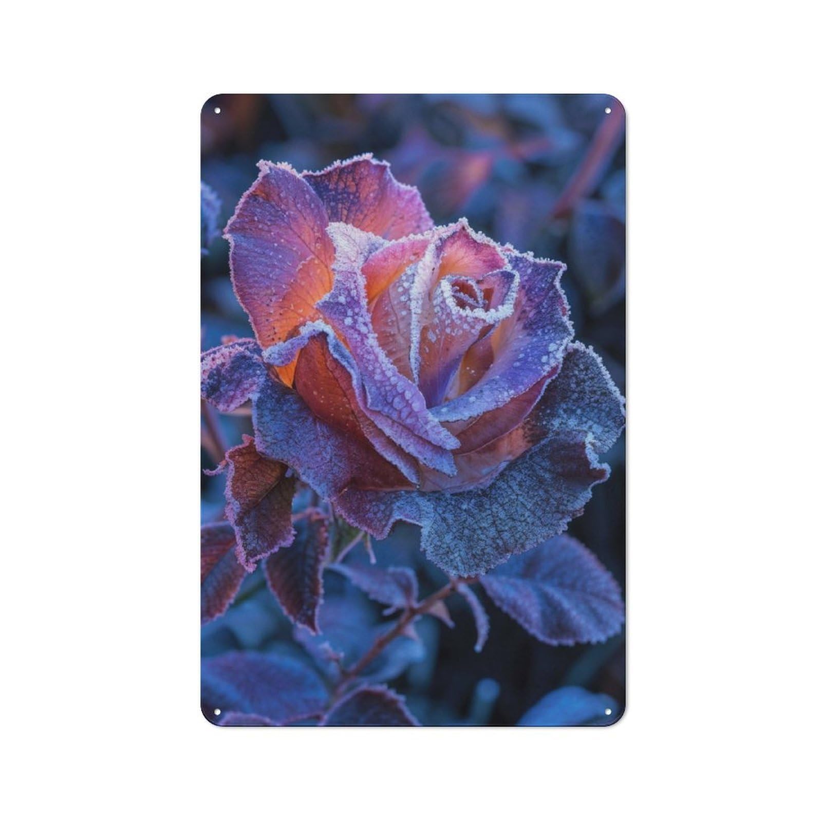 Junmoney Black Rose For Garden Room Or Summerhouse, Vintage Tin Sign 30X20cm, A Metal Wall Feature For Garden Rooms And Summerhouses