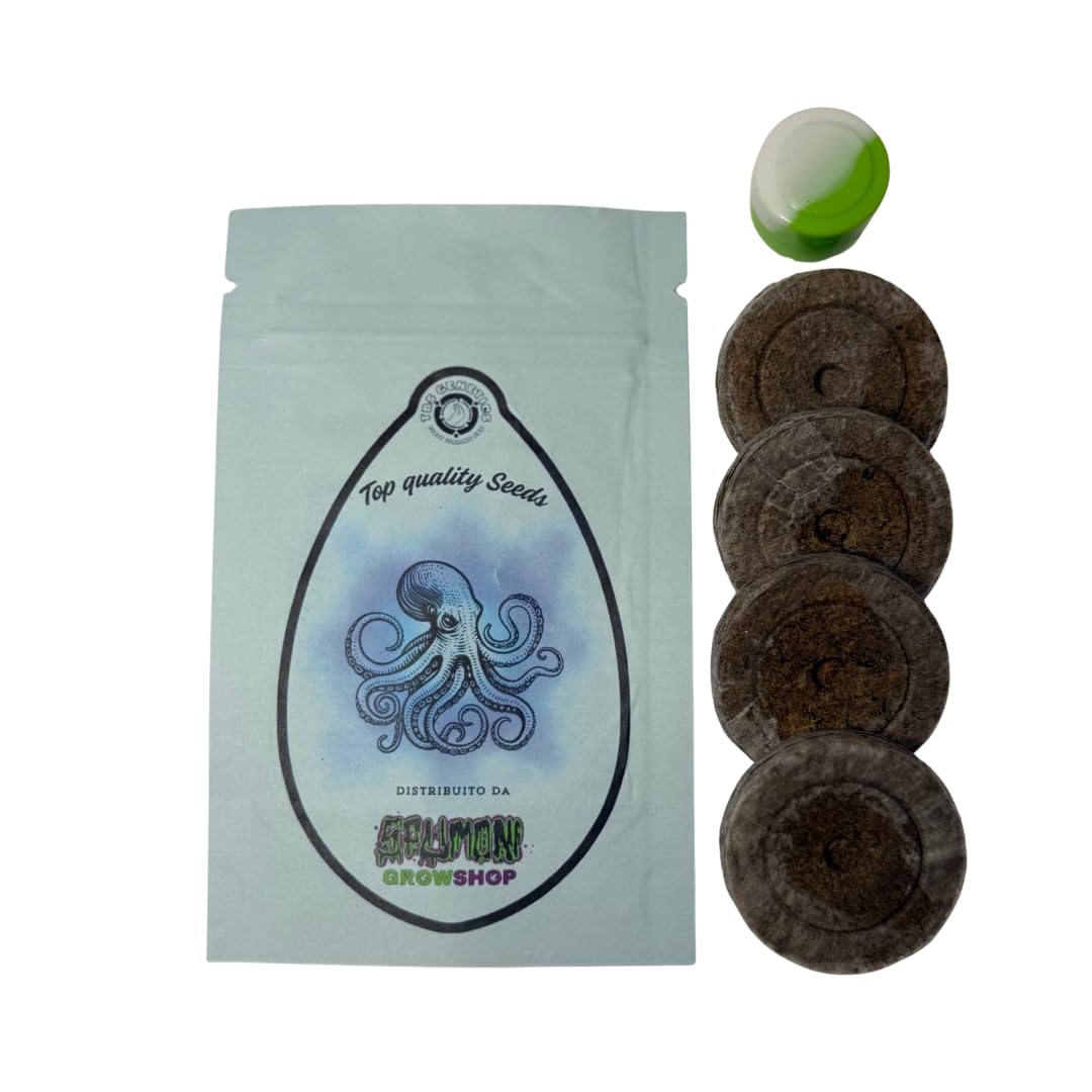 | Semi da collezione | Banana Punch | Ad alto potenziale | 4 semi più kit di germinazione |