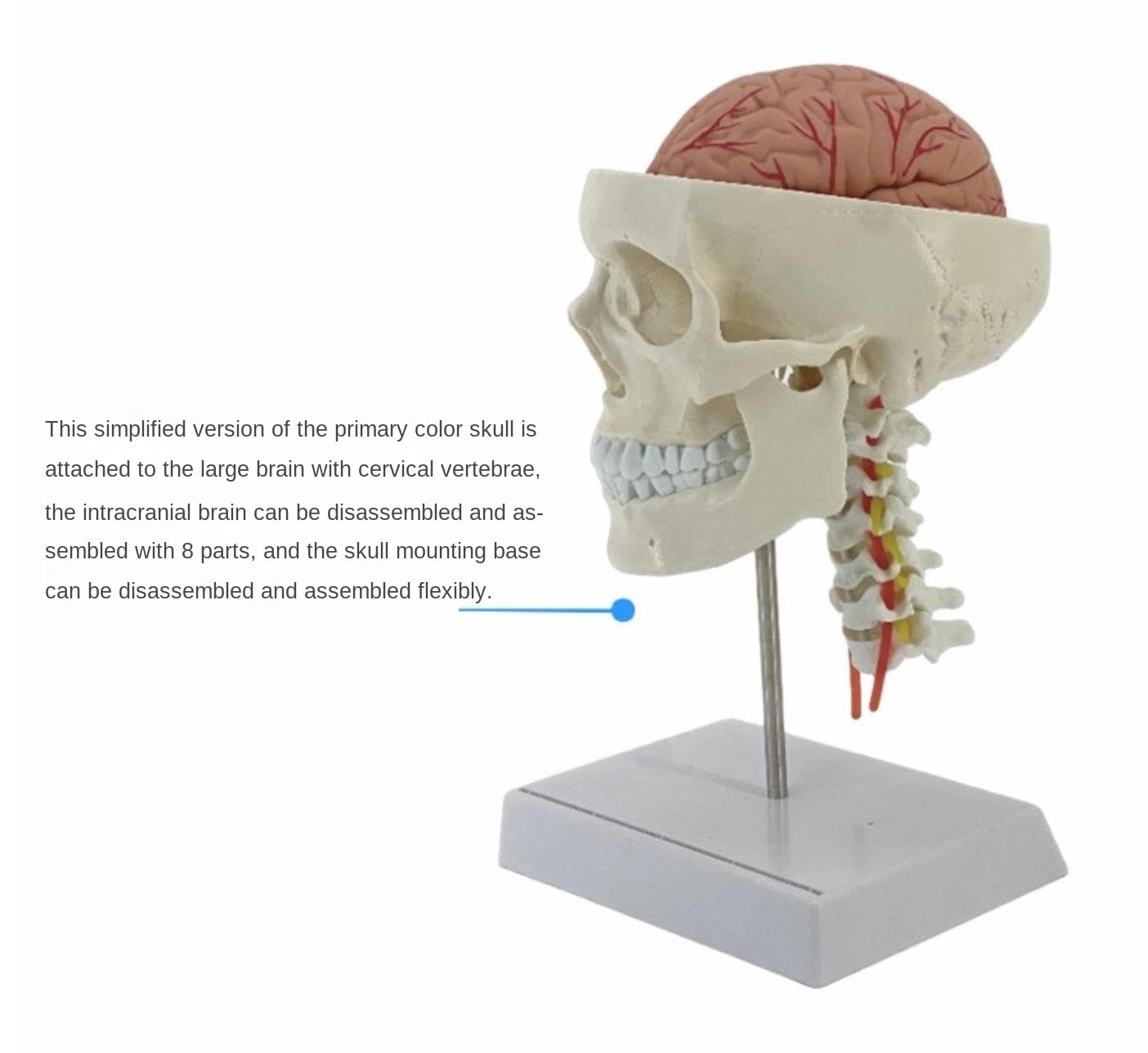 Anatomía De La Educación con Indicador Digital Modelo De Cráneo Humano Tamaño Real Cabeza Humana Anatómico Enseñanza Médica Muñeca de Anatomía