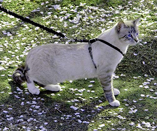 PetSafe Come with Me Kitty Geschirr und Bungee-Leine, Geschirr für Katzen, Größe M, Schwarz/Silber